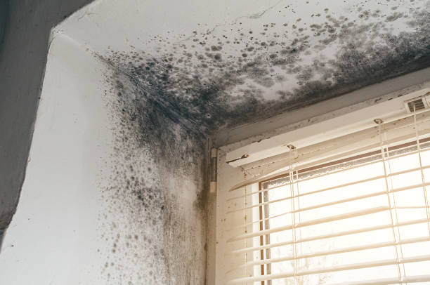 Affordable Basement Mold Removal solutions in Sanford, NC