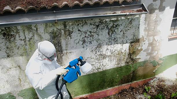 Trusted Mold Removal service in Sanford, NC - Cheap Mold Removal